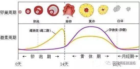 一个月三次月经正常吗？解读月经周期与异常现象