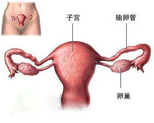 一个月可能排卵两次吗？——探寻女性生理奥秘