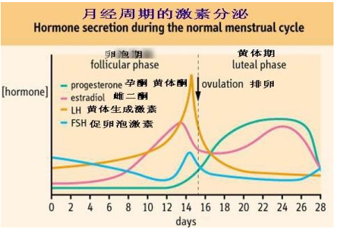 女人一个月排几次卵，深度解析女性生理周期中的排卵机制